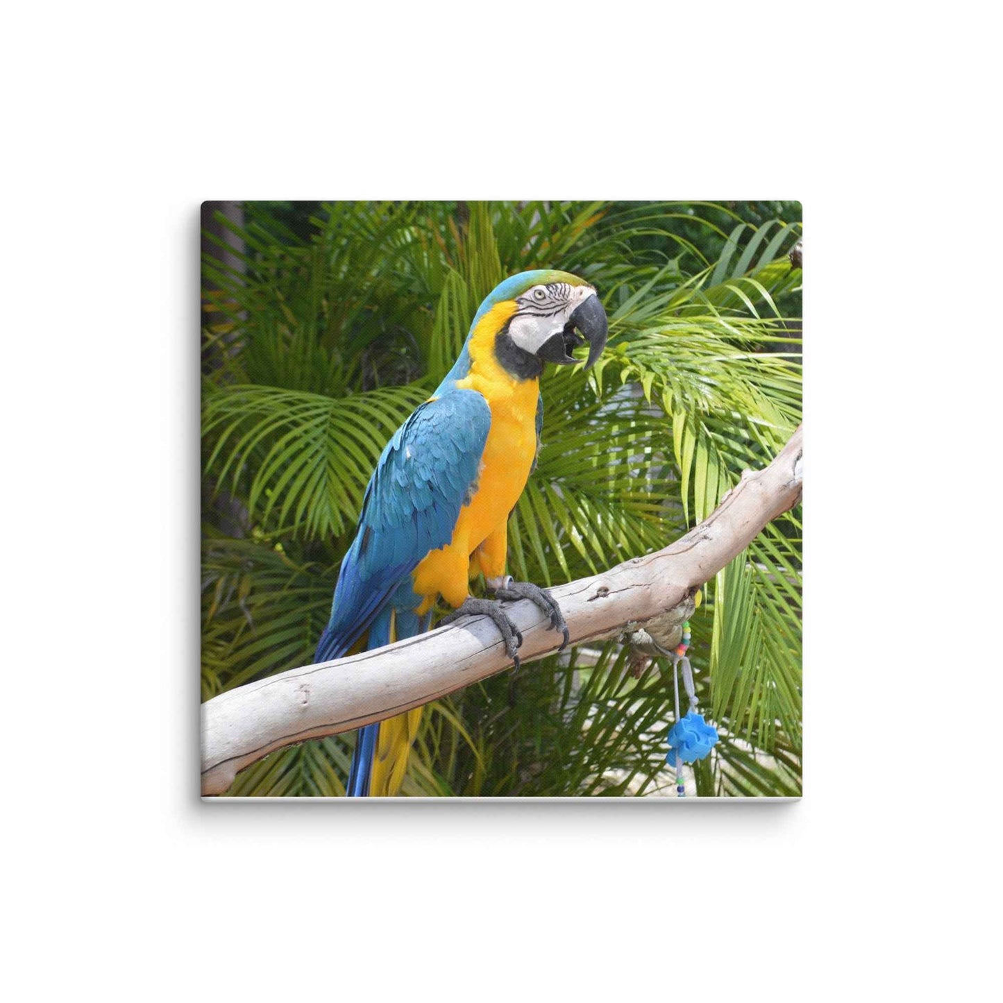 Parrot Canvas