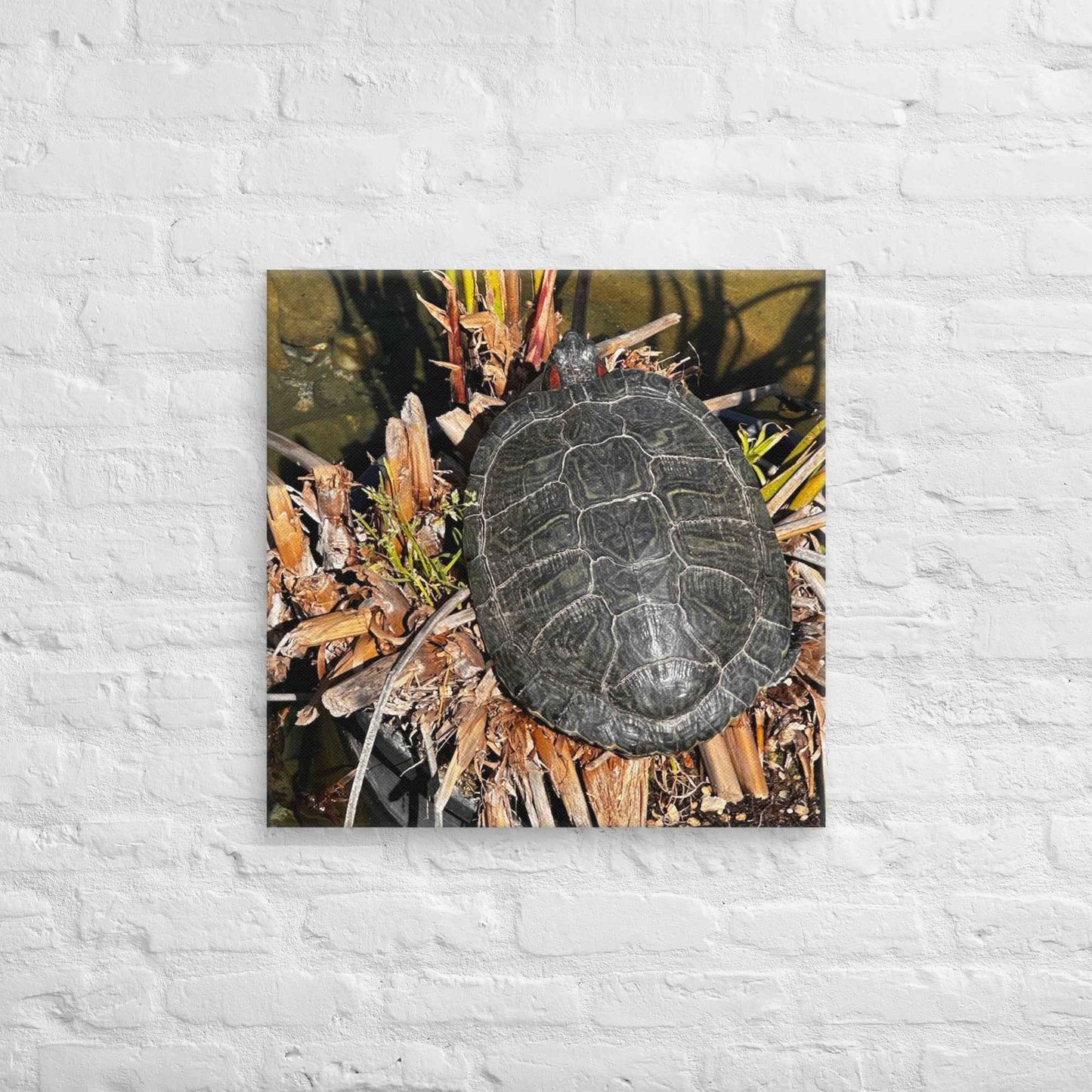 YUP! Turtle on Canvas