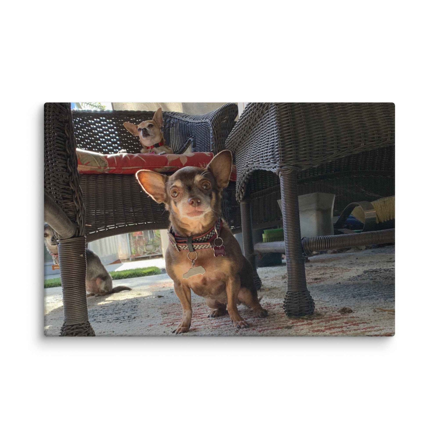 Chihuahuas on Canvas